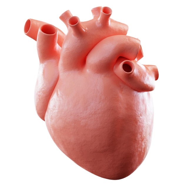 Anatomía del corazón humano