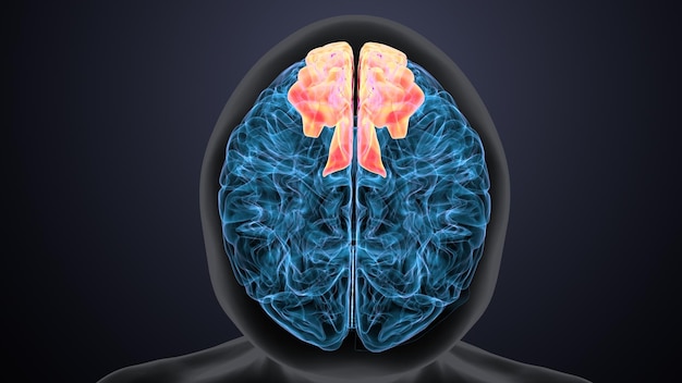 anatomía del cuerpo humano y el cerebro ilustración en 3D