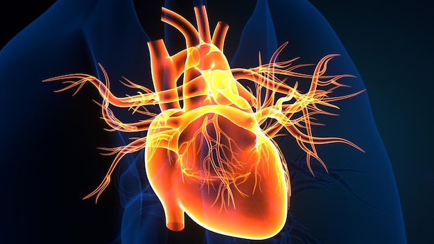 anatomía del cuerpo humano órgano del corazón ilustración 3D