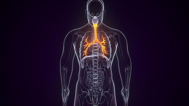 anatomia da coluna vertebral masculina renderização 3D