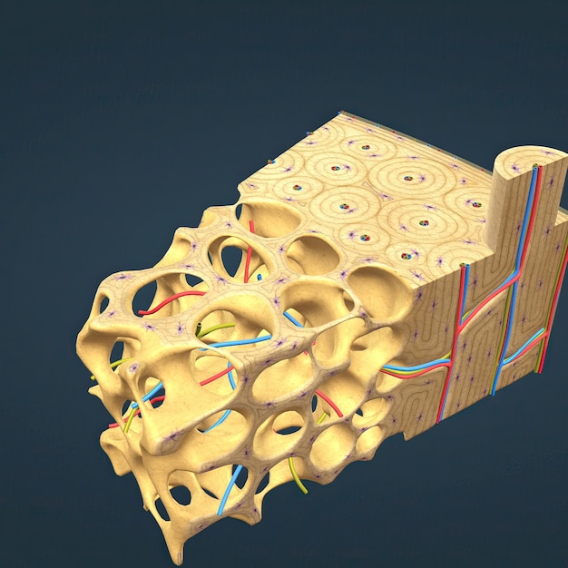 Foto anatomia de visão microscópica de ossos longos