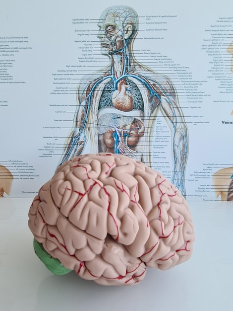 Anatomia do cérebro e conceito de pesquisa de inteligência da humanidade closeup