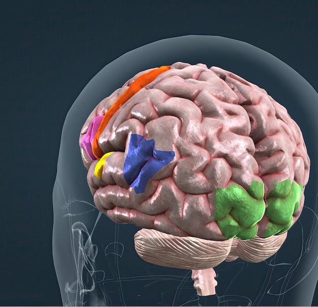 Anatomia do cérebro e suas partes coloridas