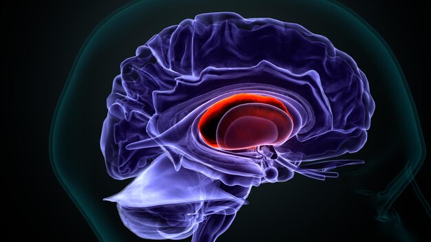 anatomia do cérebro humano ilustração 3D