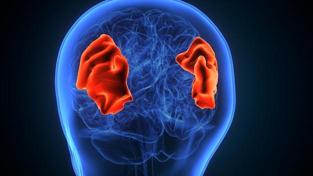 anatomia do cérebro humano masculino ilustração 3D