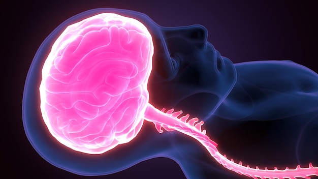 Foto anatomia do cérebro humano3d render