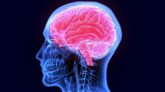 Anatomia do cérebro Ilustração 3D completa do cérebro