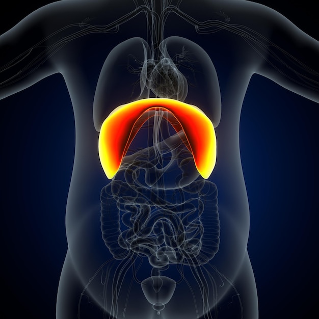 Anatomia do coração humano para conceito médico ilustração 3d sistema respiratório humano