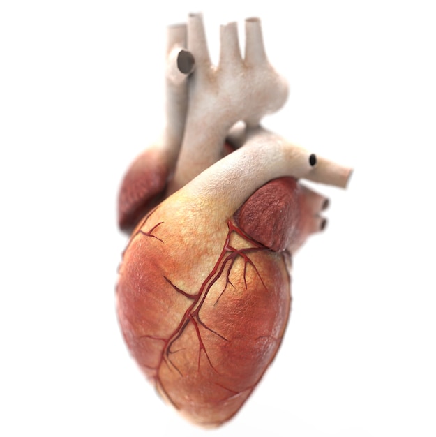 Anatomia do coração humano