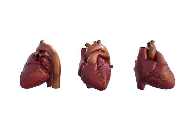 Anatomia do coração O coração de uma pessoa de diferentes ângulos em uma renderização 3D de fundo transparente