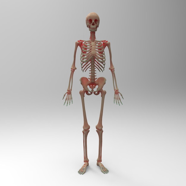 Anatomia do Esqueleto Humano Para conceito médico Ilustração 3D