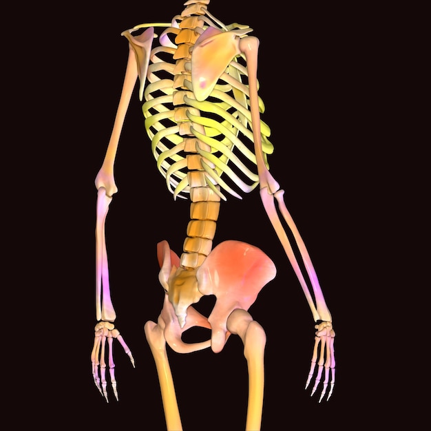 Foto anatomia do esqueleto humano para conceito médico ilustração 3d