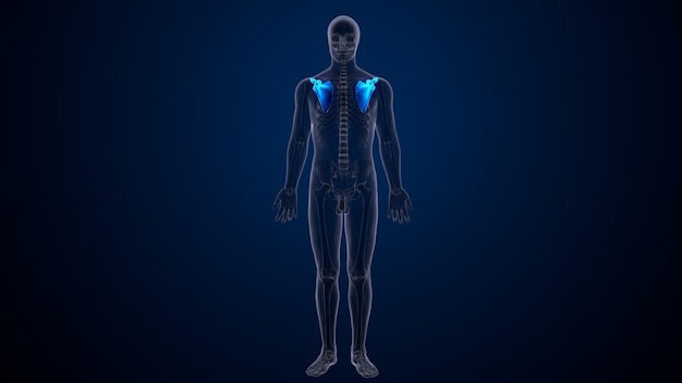 Anatomia do esqueleto humano Renderização 3D do osso da escápula