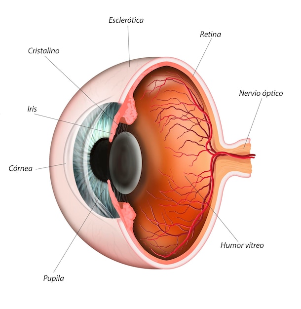 Foto anatomia do olho