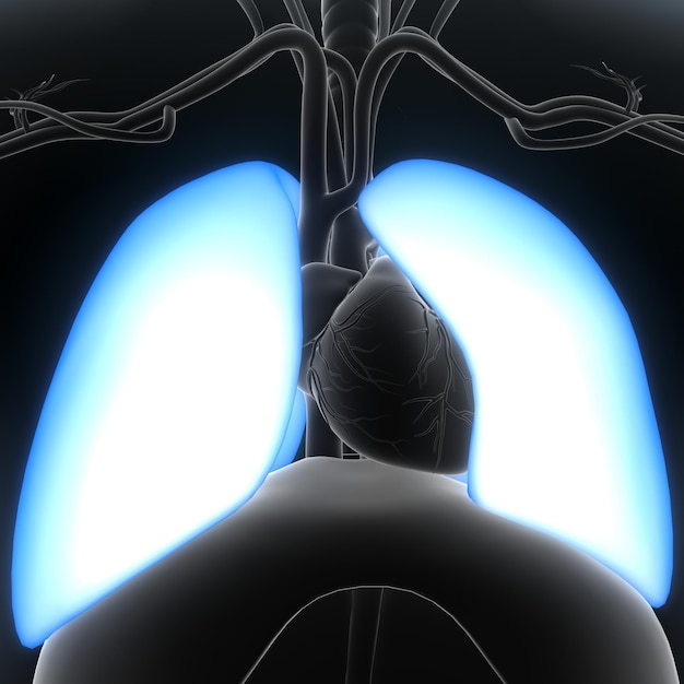 Anatomia do Sistema Digestório Humano para Conceito Médico Ilustração 3D