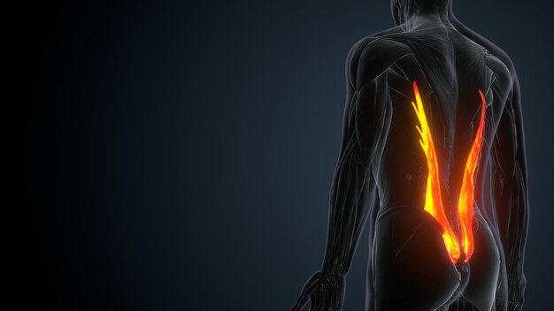 Anatomia do Sistema Digestório Humano para Conceito Médico Ilustração 3D