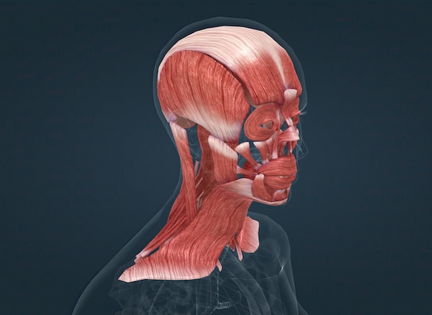 Anatomia do sistema muscular da cabeça feminina