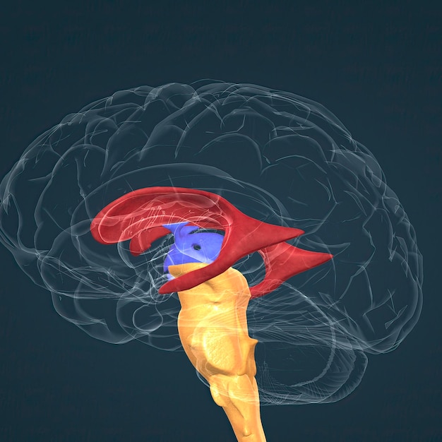 Anatomia dos gânglios da base