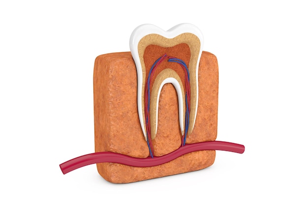 Foto anatomia e estrutura do dente humano em um fundo branco. renderização 3d