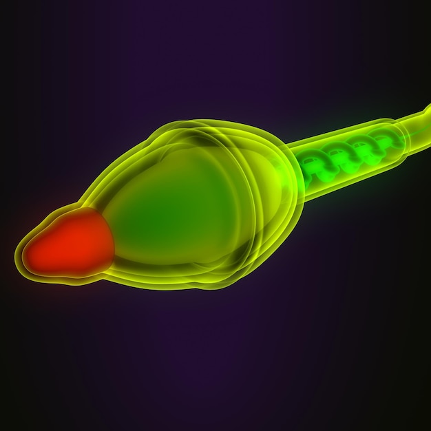 Anatomía del esperma humano en 3D