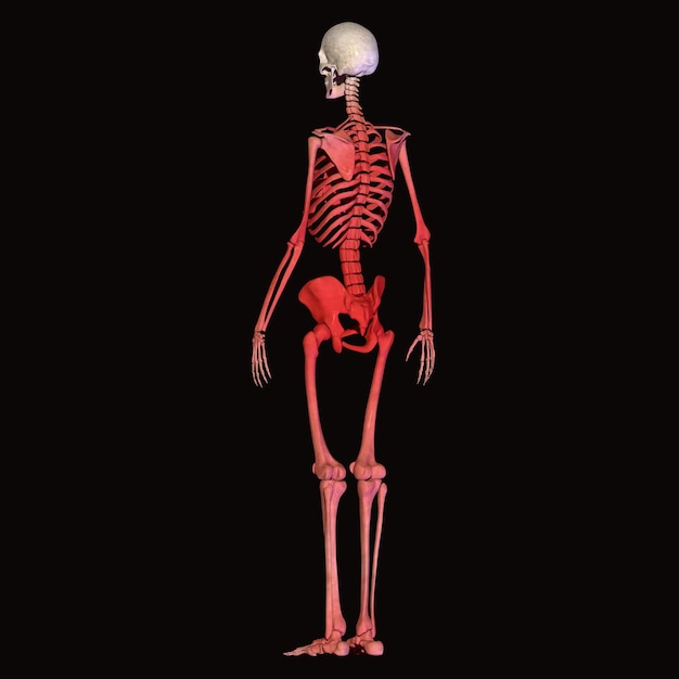 Anatomía del esqueleto humano para el concepto médico Ilustración en 3D