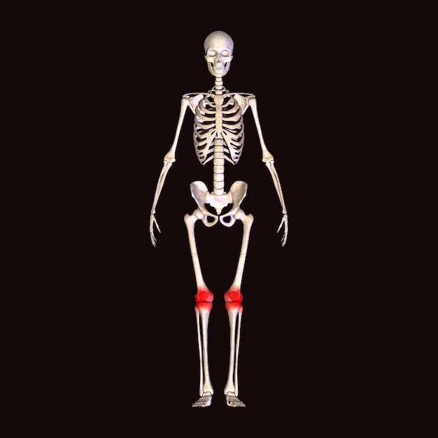 Anatomía del esqueleto humano para el concepto médico Ilustración en 3D