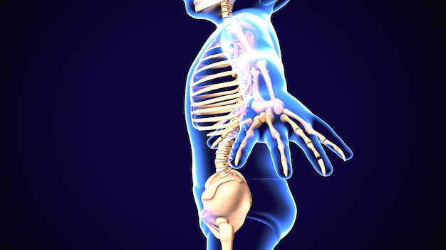 Anatomía del esqueleto humano Renderizado en 3D de la jaula costanera