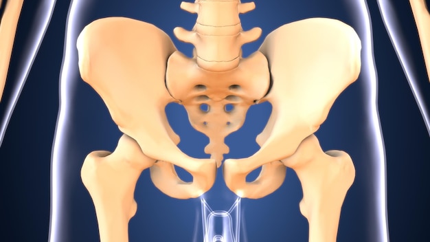 Anatomía del esqueleto masculino Ilustración en 3D