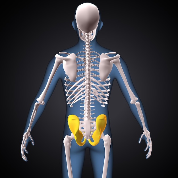 anatomía hipelvica humana en 3D