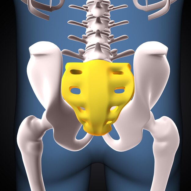 Foto anatomía hipelvica humana en 3d