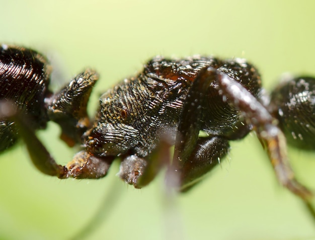 anatomía de la hormiga