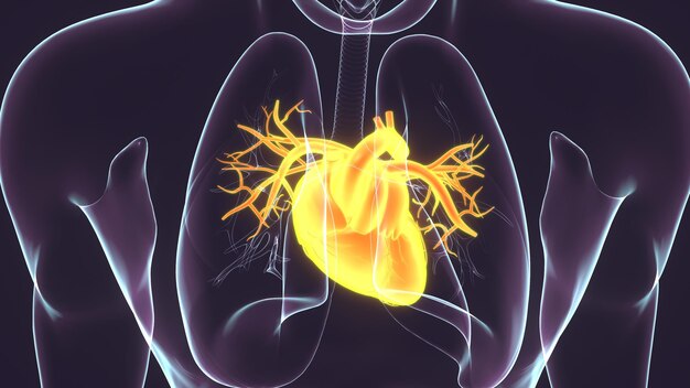 Foto una anatomía humana con un corazón amarillo en ella