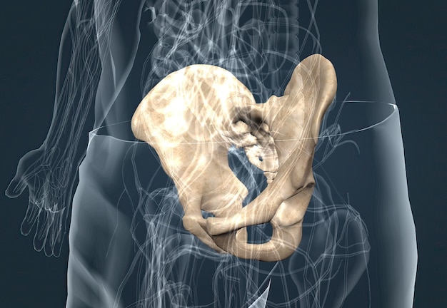 Anatomia humana da cintura pélvica