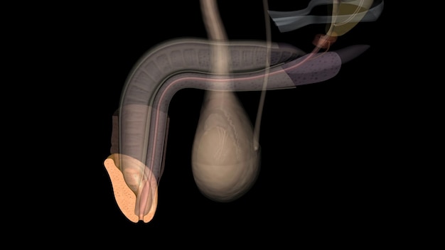Foto en la anatomía humana masculina, el glando del pene, comúnmente conocido como glando, es la estructura bulbosa en el extremo distal.