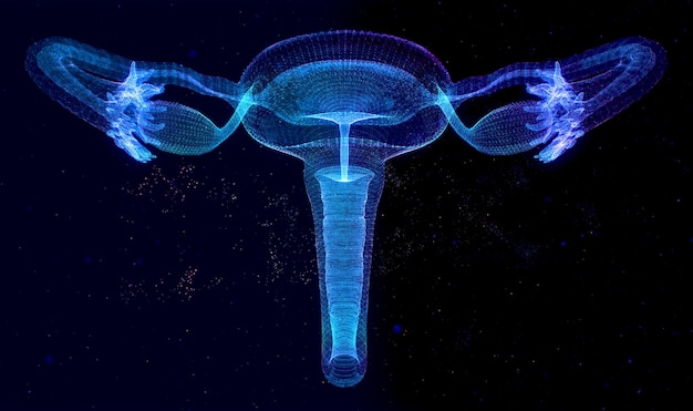 Anatomia humana sistema reprodutivo feminino órgãos reprodutivos femininos o layout dos órgãos do