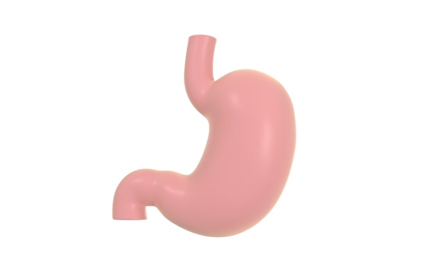 Anatomia interna do estômago humano renderização 3D