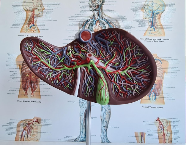 Anatomia interna do fígado e diagnósticos médicos