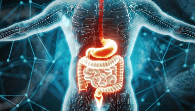 Anatomia masculina do sistema intestinal em humanos conceito de renderização 3D e rede de tecnologia médica