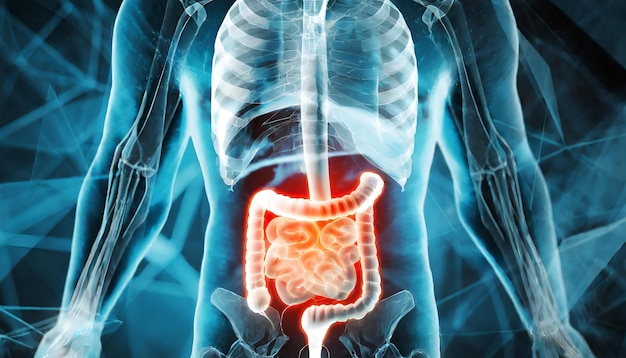 Foto anatomia masculina do sistema intestinal em humanos conceito de renderização 3d e rede de tecnologia médica