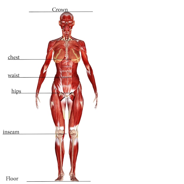 anatomia muscular humana ilustração 3D