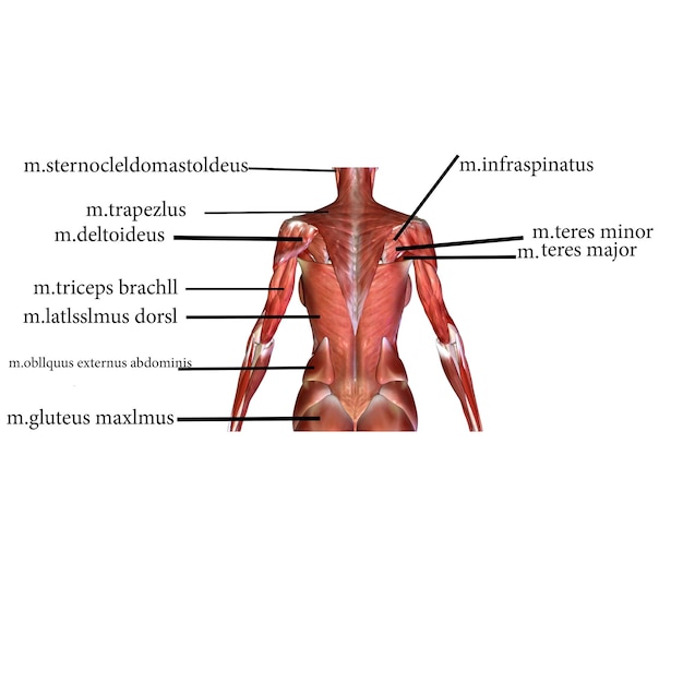 anatomia muscular humana ilustração 3D
