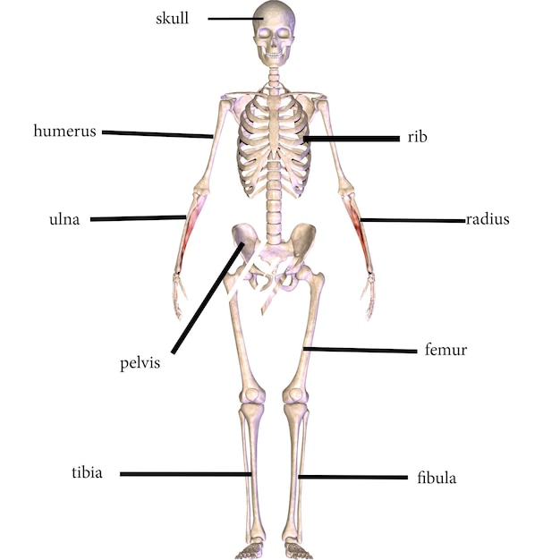 Foto anatomia muscular humana ilustração 3d