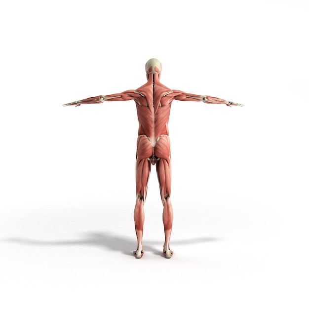 Foto anatomia muscular humana renderização 3d em branco