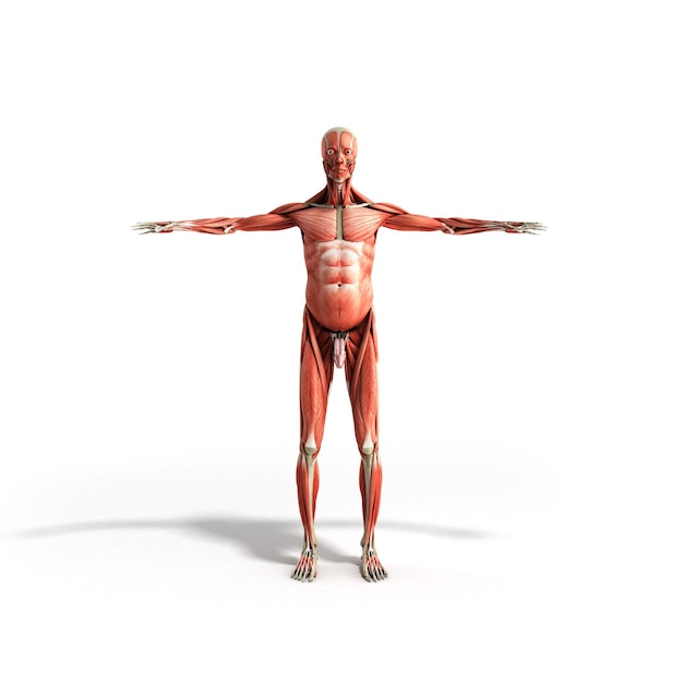 Anatomía muscular humana renderizado en 3D en frente blanco