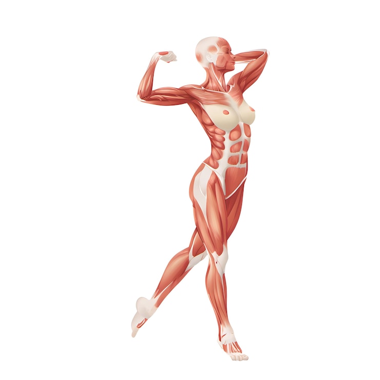 Foto anatomia muscular humana