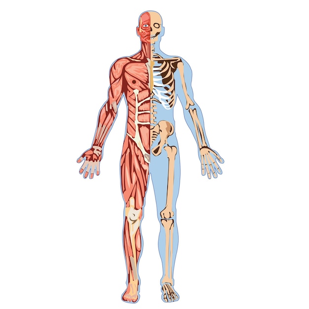 Anatomia muscular masculina Para conceito médico Ilustração 3D