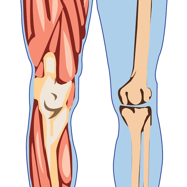 Anatomia muscular masculina Para conceito médico Ilustração 3D