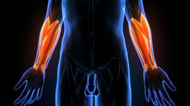 Anatomía del músculo deltoide y del bíceps braquial del cuerpo humano Ilustración 3D