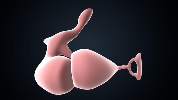 Anatomía del oído humano Ilustración en 3D