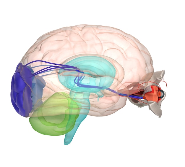 Foto anatomía del ojo y estructura músculos nervios y vasos sanguíneos de los ojos 3d render en blanco